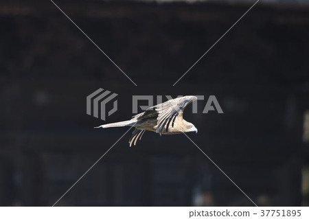 托比的2/3航班 37751895