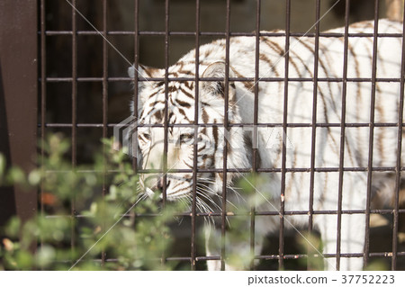 大牟田市動物園白虎， 37752223