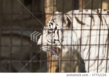 Omuta City Zoo White Tiger, Omuta City Zoo White Tiger, 37752226
