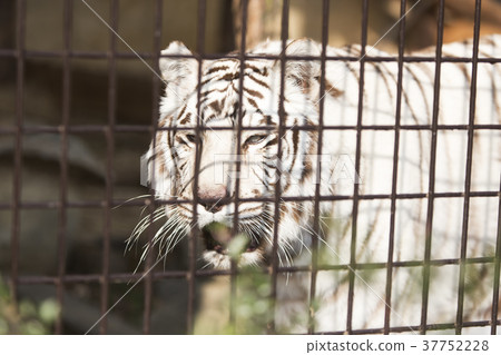 大牟田市動物園白虎, 大牟田市動物園白虎, 37752228