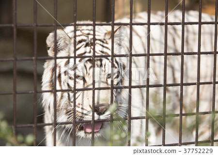 大牟田市動物園白虎， 37752229