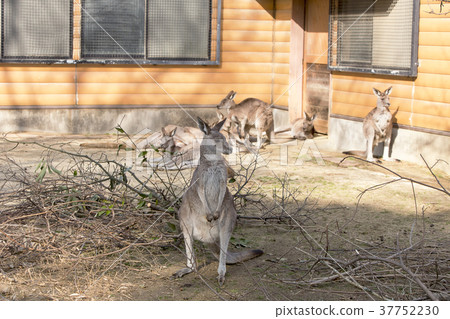 Omuta City Zoo Kangaroo, Omuta City Zoo Kangaroo, 37752230