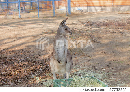 大牟田市動物園袋鼠, 大牟田市動物園袋鼠, 37752231