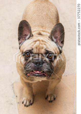 Funny bulldog portrait 37752270