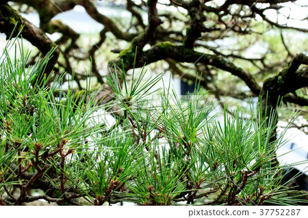 索馬松/松 37752287