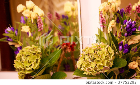 Soma Hajime /秋天顏色繡球花 Soma Hajime /秋天顏色繡球花 37752292