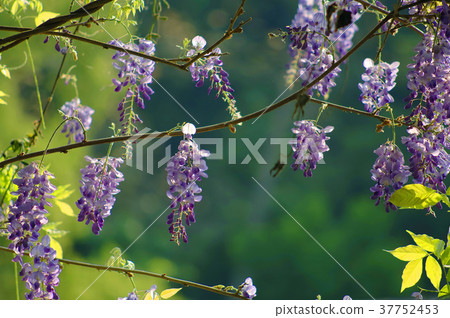 Wisteria flower, purple flower, flower, petal, flowering, plant, leaf, special, special, close-up Wisteria flower, purple flower, flower, petal, flowering, plant, leaf, special, special, close-up 37752453