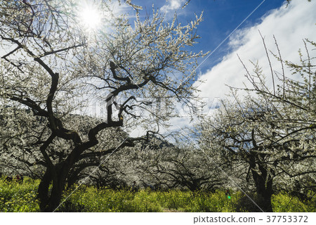 Plum blossoms 37753372