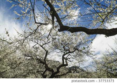 Plum blossom wins snow Plum blossom wins snow 37753373