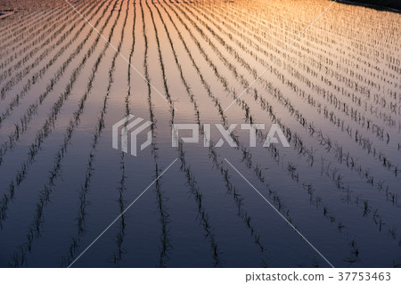 Sunset after May planting rice 37753463