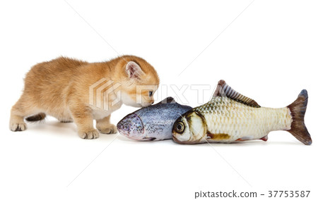 Little kitty and big fish Little kitty and big fish 37753587