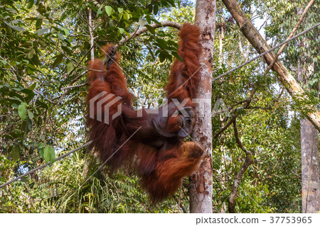 orangutan hangs on a branch 37753965