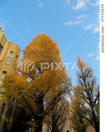 東京大學校園 - 銀杏樹 東京大學校園 - 銀杏樹 37753978