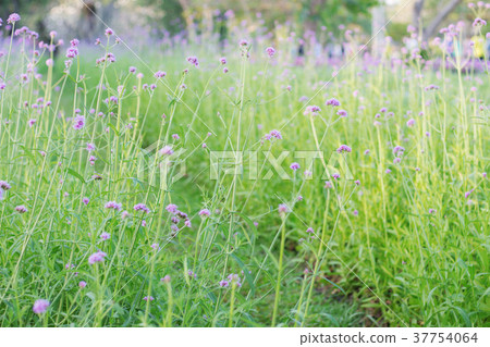 Planting flowers with green grass. Planting flowers with green grass. 37754064
