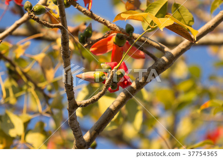 Flower of  Bombax ceiba tree 37754365