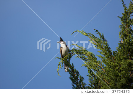 Red whiskered Bulbul Bird on Tree Red whiskered Bulbul Bird on Tree 37754375