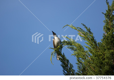 Red whiskered Bulbul Bird on Tree Red whiskered Bulbul Bird on Tree 37754376