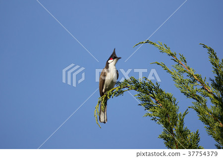 Red whiskered Bulbul Bird on Tree Red whiskered Bulbul Bird on Tree 37754379