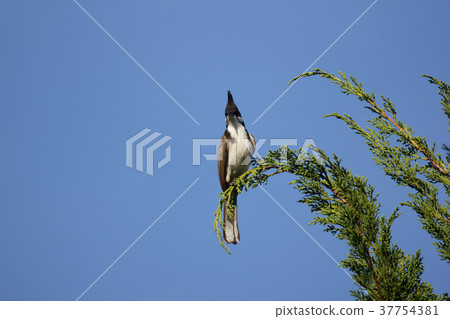 Red whiskered Bulbul Bird on Tree Red whiskered Bulbul Bird on Tree 37754381
