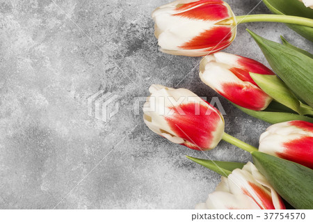 Bouquet of white pink tulips on a gray background 37754570