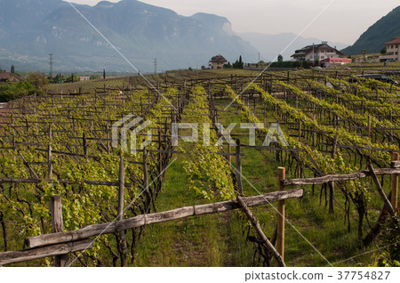 Wine Grapes at Lake Kaltern, South Tyrol, Italy 37754827