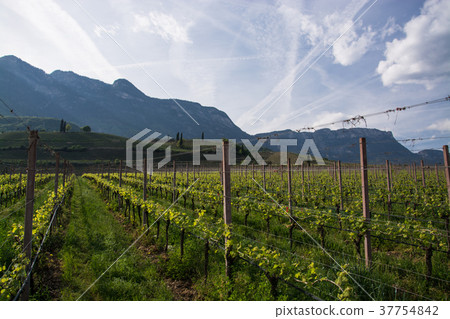 Wine Grapes at Lake Kaltern, South Tyrol, Italy 37754842