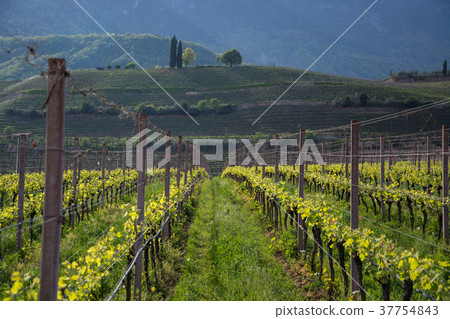 Wine Grapes at Lake Kaltern, South Tyrol, Italy 37754843