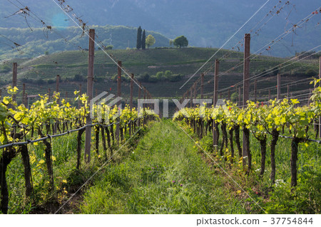 Wine Grapes at Lake Kaltern, South Tyrol, Italy 37754844