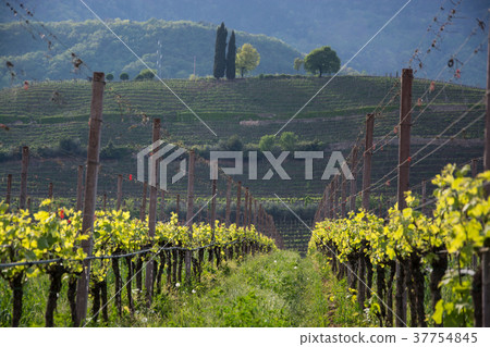 Wine Grapes at Lake Kaltern, South Tyrol, Italy 37754845