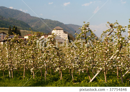 Caldes, Trentino, Italy 37754846