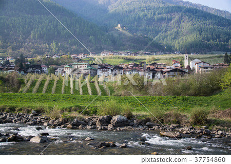 Apple Blossom at Caldes, Trentino, Italy 37754860