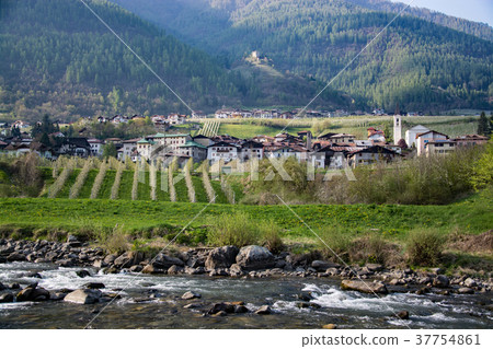 Apple Blossom at Caldes, Trentino, Italy 37754861