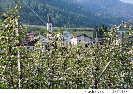 Apple Blossom at Caldes, Trentino, Italy 37754874