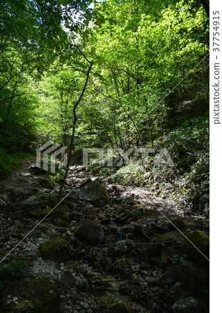 Rastenbach Gorge, South Tyrol, Italy Rastenbach Gorge, South Tyrol, Italy 37754915