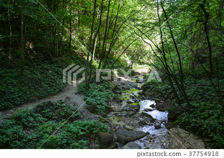 Rastenbach Gorge, South Tyrol, Italy Rastenbach Gorge, South Tyrol, Italy 37754918