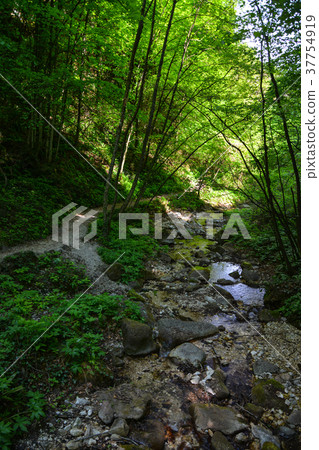 Rastenbach Gorge, South Tyrol, Italy 37754919