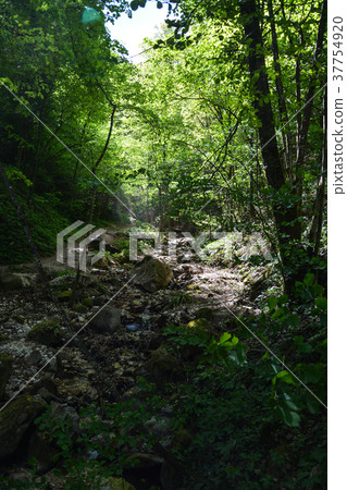 Rastenbach Gorge, South Tyrol, Italy 37754920