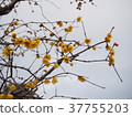 Rowey 37755203