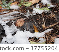 frost pillar 37755204