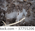 frost pillar 37755206