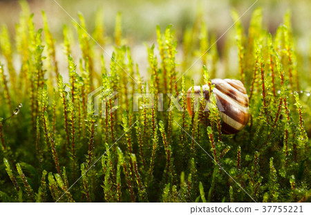 Snail in moss 37755221