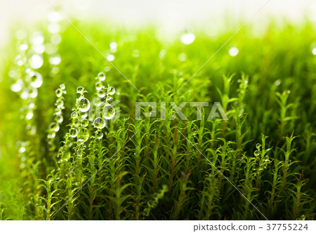 Bright drops on moss Bright drops on moss 37755224