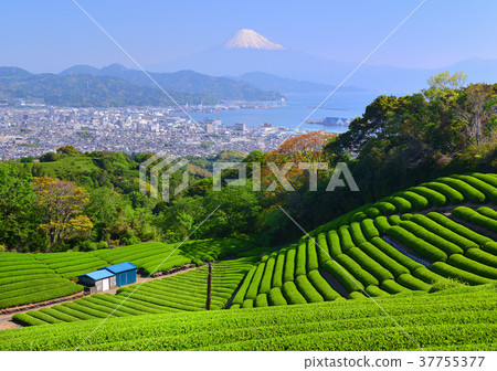Nippondaira-8995的春天風景 Nippondaira-8995的春天風景 37755377