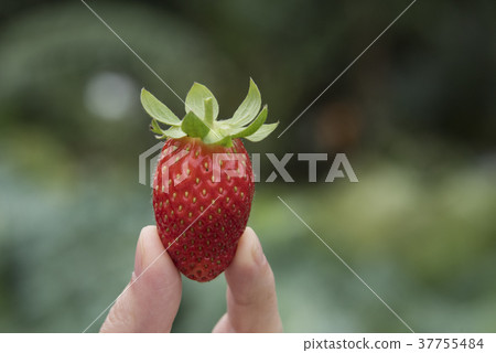 草莓觀光農場 草莓觀光農場 37755484