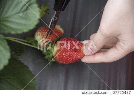草莓觀光農場 草莓觀光農場 37755487