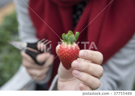 草莓觀光農場 37755489