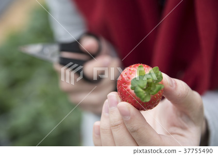 草莓觀光農場 草莓觀光農場 37755490