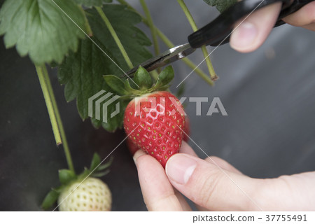 草莓觀光農場 草莓觀光農場 37755491