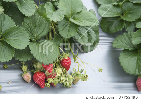 Strawberry Sightseeing Farm 37755499