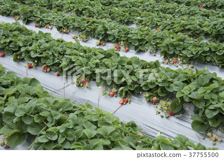 Strawberry Sightseeing Farm 37755500